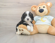 6 week old Mini Bernedoodle Puppy For Sale - Fairfield Furbabies