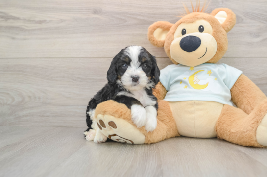 Sweet Mini Bernedoodle Baby