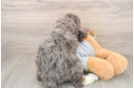 Happy Mini Bernedoodle Baby