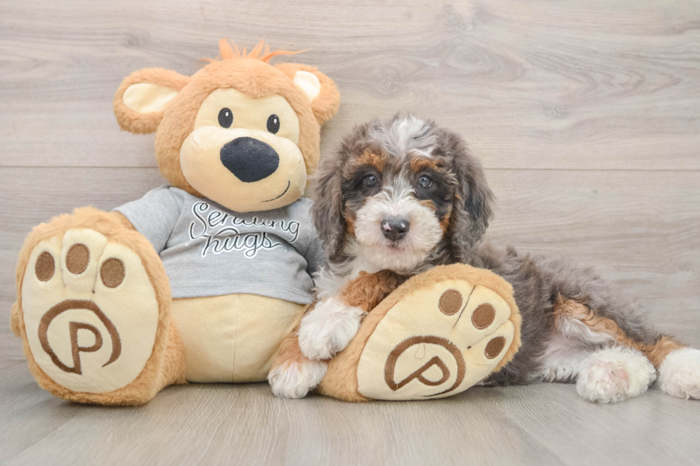 Cute Mini Bernedoodle Baby