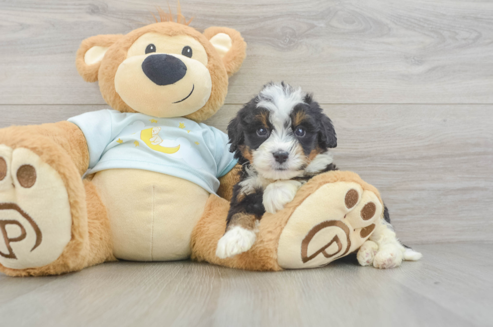 6 week old Mini Bernedoodle Puppy For Sale - Fairfield Furbabies