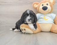 6 week old Mini Bernedoodle Puppy For Sale - Fairfield Furbabies