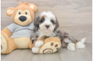 Fluffy Mini Bernedoodle Poodle Mix Pup