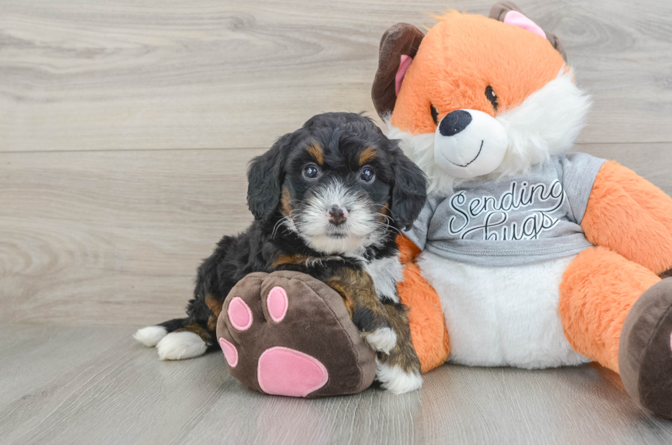 7 week old Mini Bernedoodle Puppy For Sale - Fairfield Furbabies