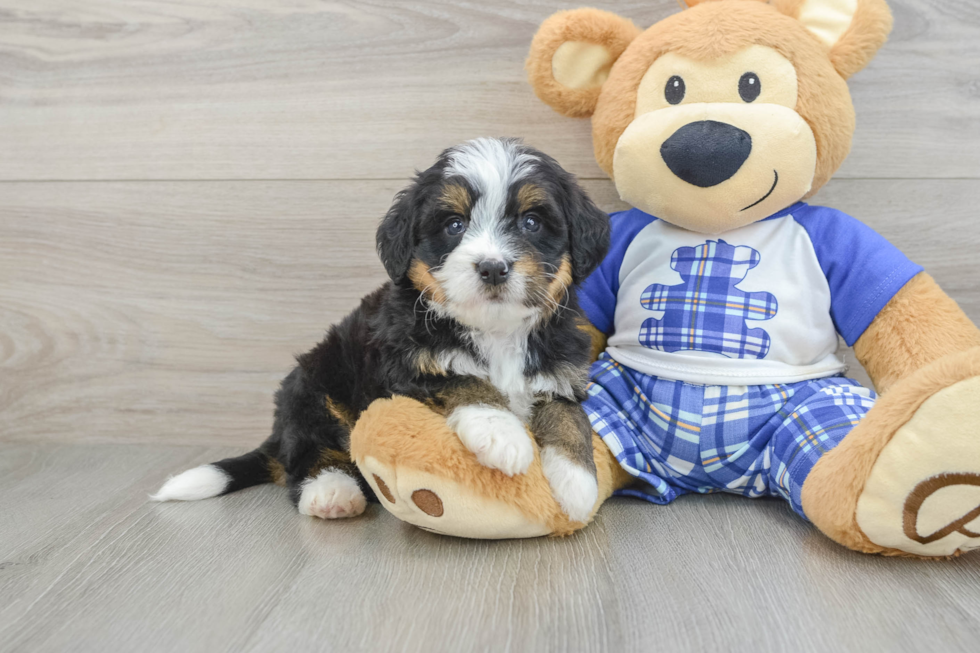 Adorable Mini Bernesedoodle Poodle Mix Puppy