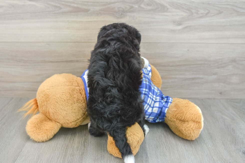 Mini Bernedoodle Pup Being Cute