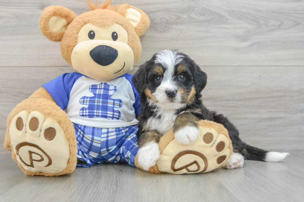 5 week old Mini Bernedoodle Puppy For Sale - Fairfield Furbabies