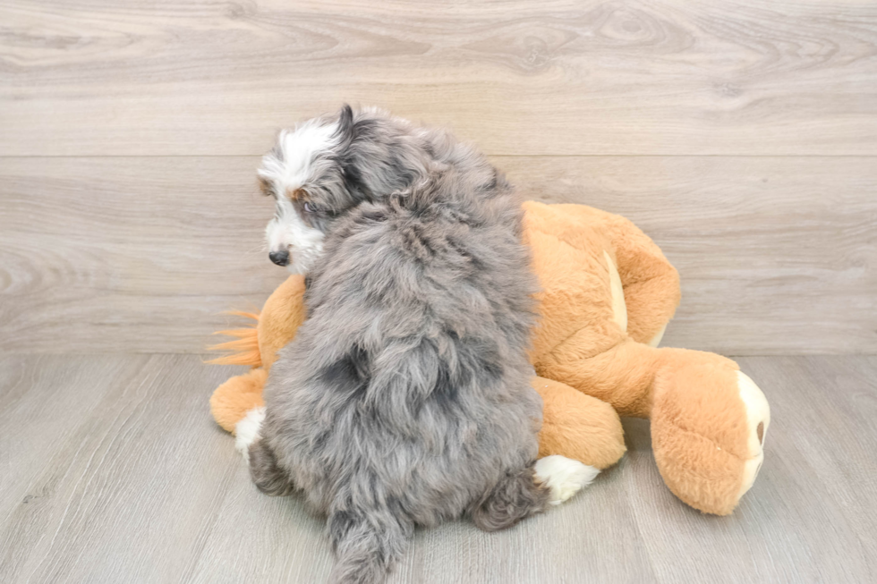 Sweet Mini Bernedoodle Baby