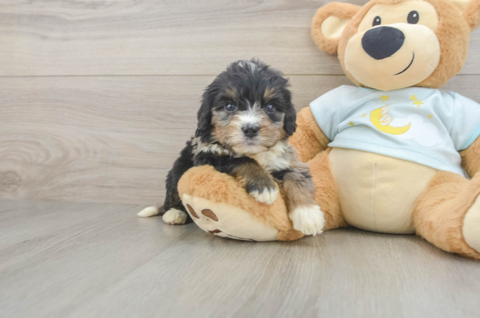 6 week old Mini Bernedoodle Puppy For Sale - Fairfield Furbabies