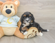 6 week old Mini Bernedoodle Puppy For Sale - Fairfield Furbabies