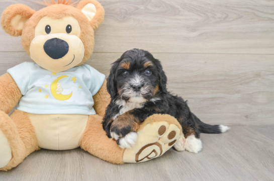 Funny Mini Bernedoodle Poodle Mix Pup