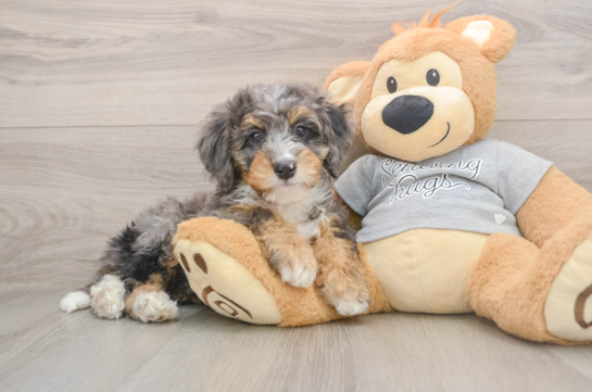 Smart Mini Bernedoodle Poodle Mix Pup