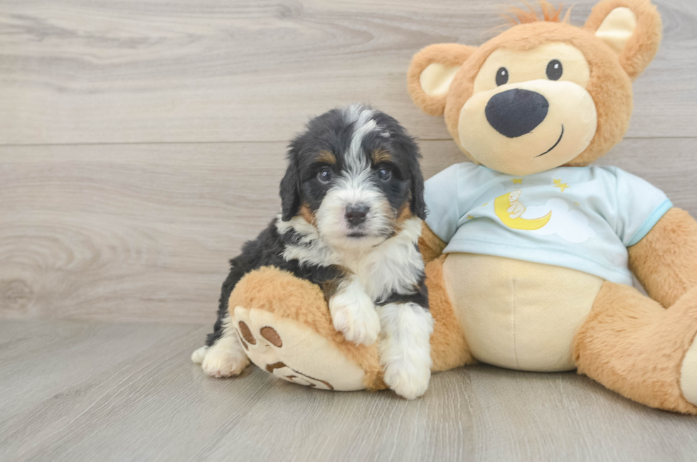 6 week old Mini Bernedoodle Puppy For Sale - Fairfield Furbabies