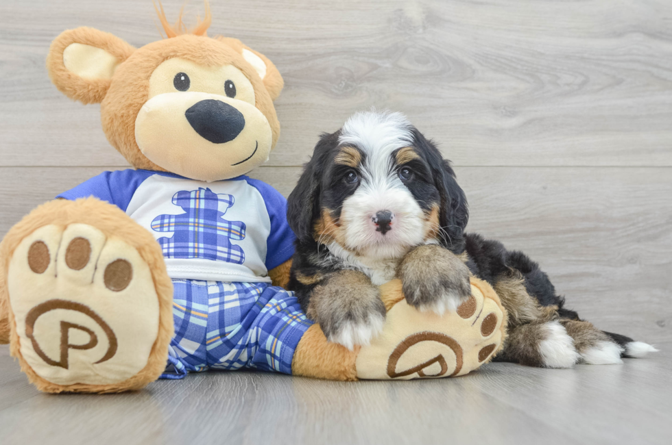 5 week old Mini Bernedoodle Puppy For Sale - Fairfield Furbabies