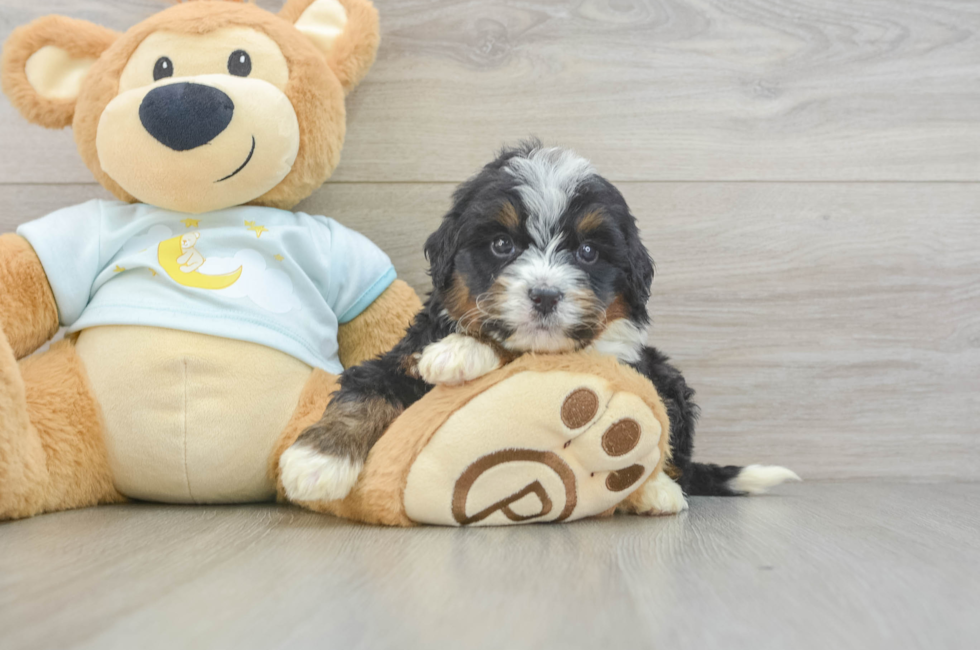 6 week old Mini Bernedoodle Puppy For Sale - Fairfield Furbabies
