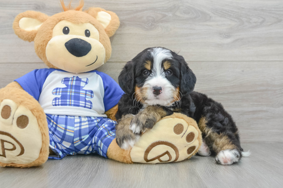 5 week old Mini Bernedoodle Puppy For Sale - Fairfield Furbabies