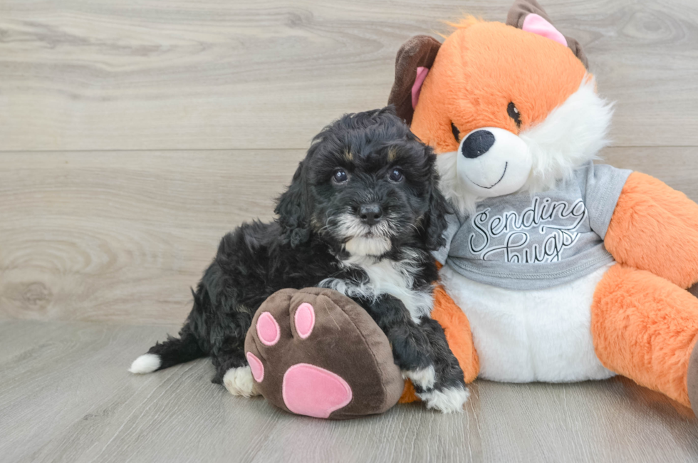 7 week old Mini Bernedoodle Puppy For Sale - Fairfield Furbabies