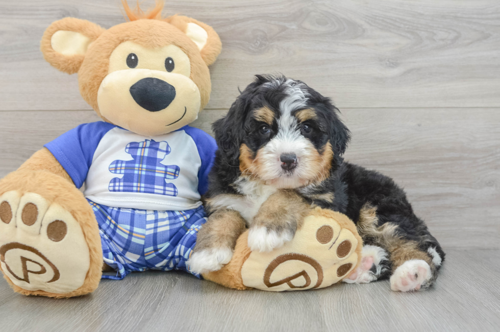 5 week old Mini Bernedoodle Puppy For Sale - Fairfield Furbabies