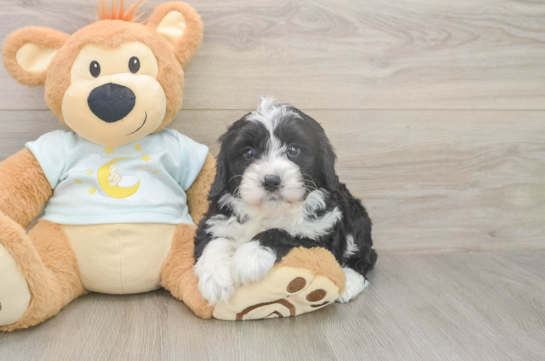 5 week old Mini Bernedoodle Puppy For Sale - Fairfield Furbabies Playful Mini Bernepoo Poodle Mix Puppy
