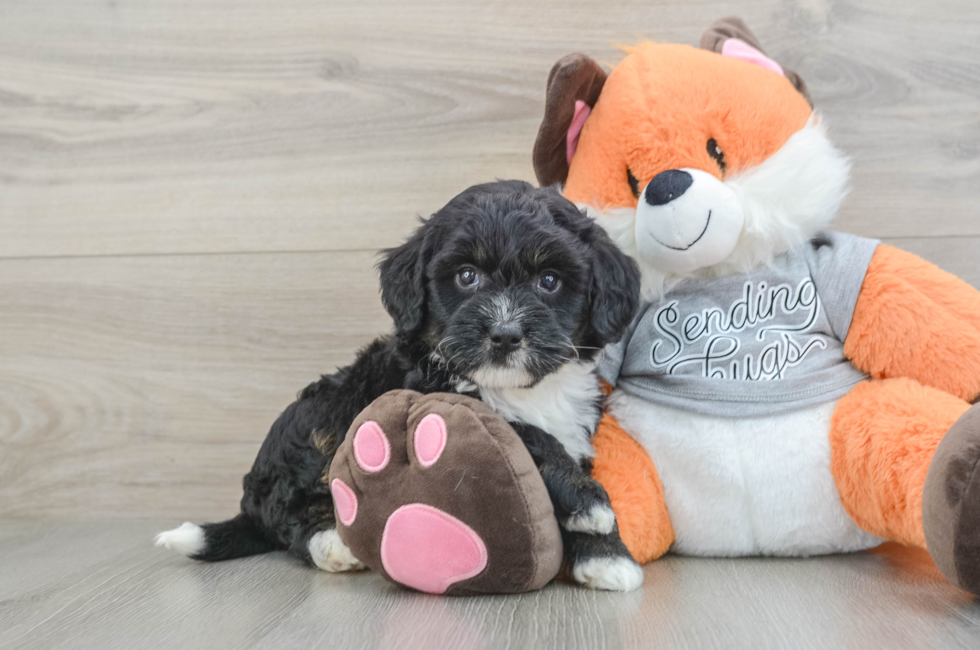 7 week old Mini Bernedoodle Puppy For Sale - Fairfield Furbabies