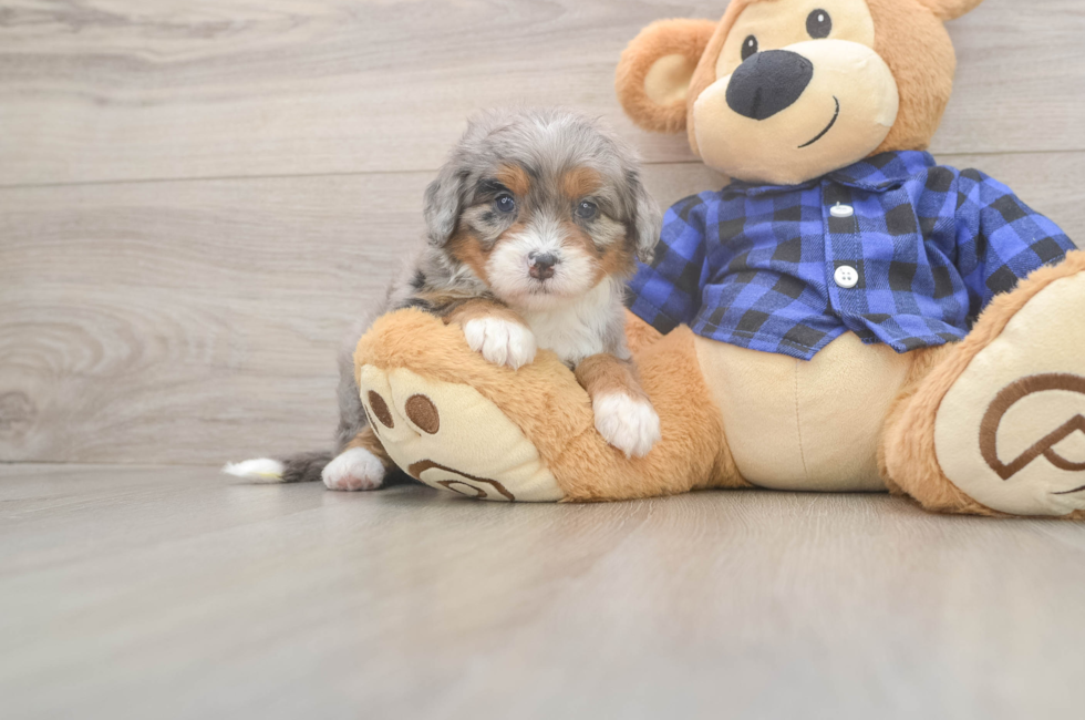 5 week old Mini Bernedoodle Puppy For Sale - Fairfield Furbabies