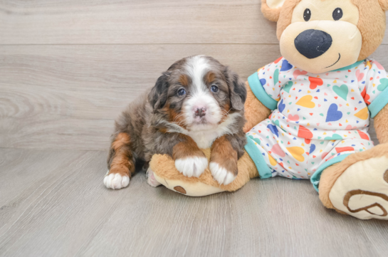 Mini Bernedoodle Puppy for Adoption