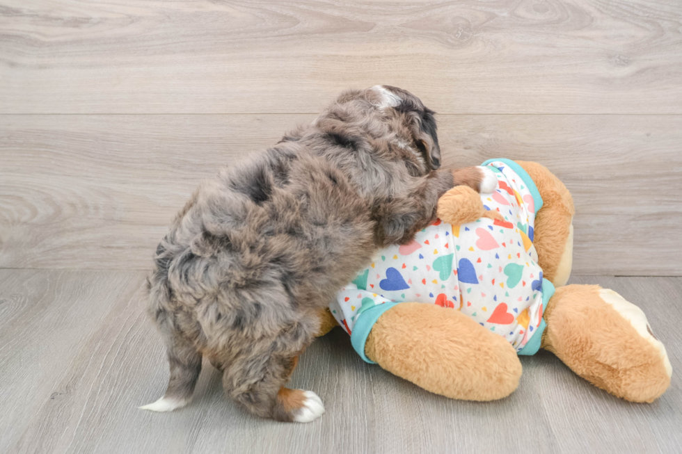 Mini Bernedoodle Pup Being Cute