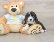 6 week old Mini Bernedoodle Puppy For Sale - Fairfield Furbabies