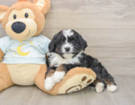 7 week old Mini Bernedoodle Puppy For Sale - Fairfield Furbabies