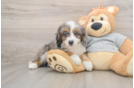 Best Mini Bernedoodle Baby