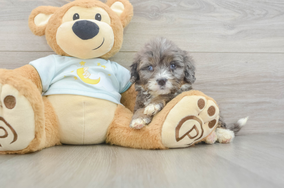 8 week old Mini Bernedoodle Puppy For Sale - Fairfield Furbabies
