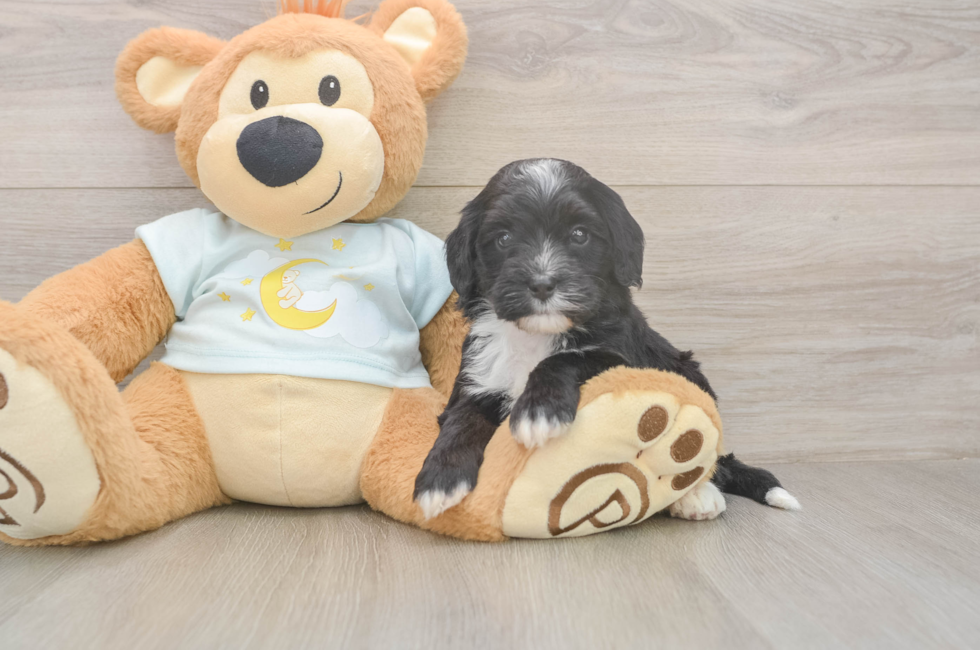 5 week old Mini Bernedoodle Puppy For Sale - Fairfield Furbabies