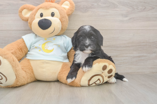 5 week old Mini Bernedoodle Puppy For Sale - Fairfield Furbabies Mini Bernedoodle Puppy for Adoption