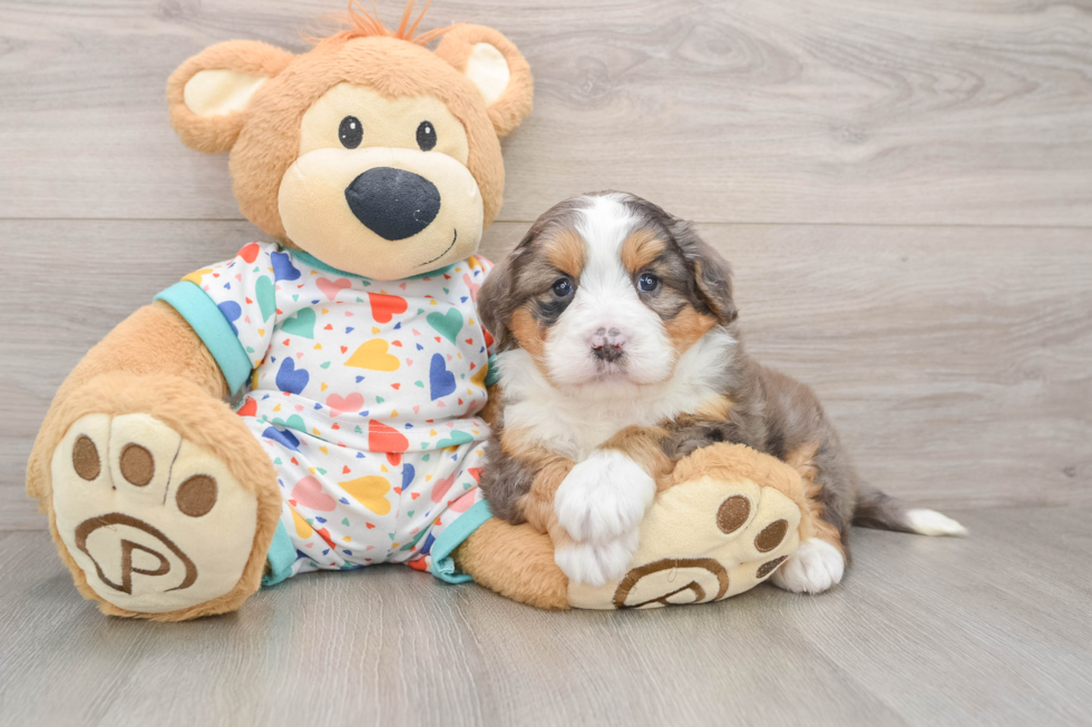 Adorable Mini Bernesedoodle Poodle Mix Puppy