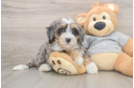 Best Mini Bernedoodle Baby