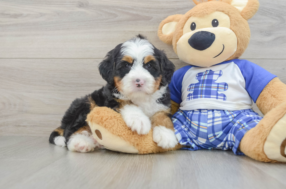 5 week old Mini Bernedoodle Puppy For Sale - Fairfield Furbabies