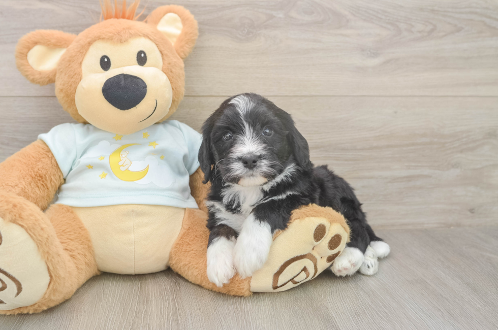 5 week old Mini Bernedoodle Puppy For Sale - Fairfield Furbabies