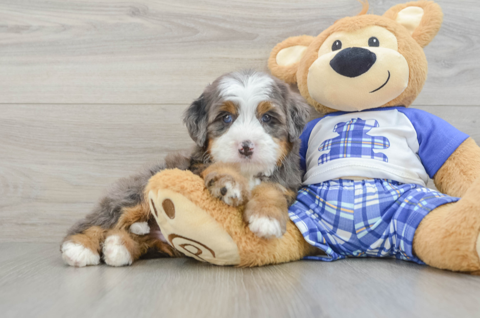5 week old Mini Bernedoodle Puppy For Sale - Fairfield Furbabies