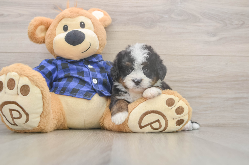 5 week old Mini Bernedoodle Puppy For Sale - Fairfield Furbabies