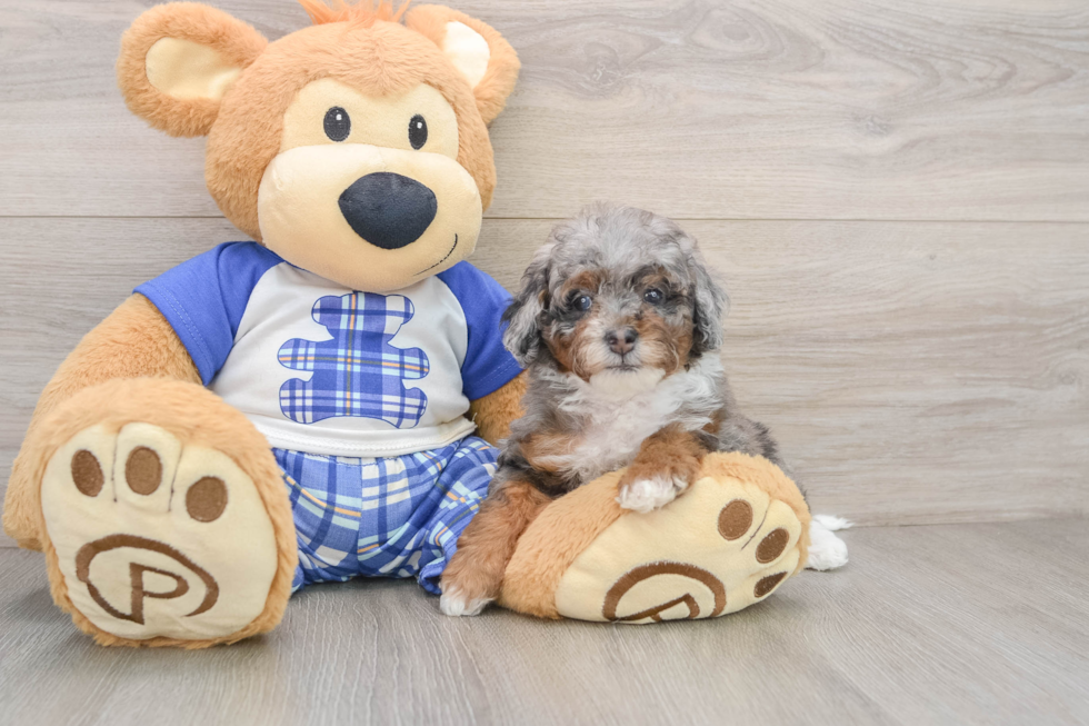 Mini Bernedoodle Pup Being Cute