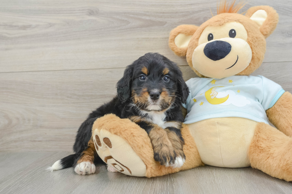 7 week old Mini Bernedoodle Puppy For Sale - Fairfield Furbabies