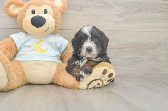 5 week old Mini Bernedoodle Puppy For Sale - Fairfield Furbabies Adorable Bernadoodle Poodle Mix Puppy