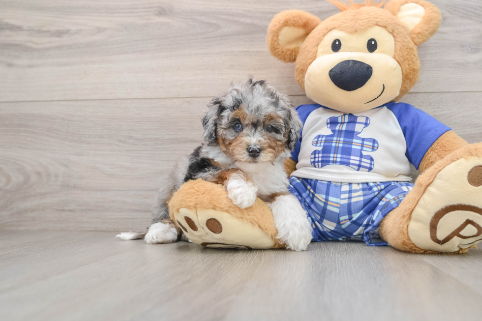 Popular Mini Bernedoodle Poodle Mix Pup