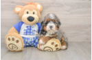 Cute Mini Bernedoodle Baby