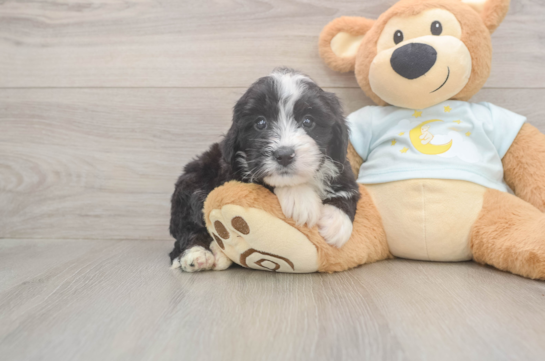5 week old Mini Bernedoodle Puppy For Sale - Fairfield Furbabies Fluffy Mini Bernedoodle Poodle Mix Pup