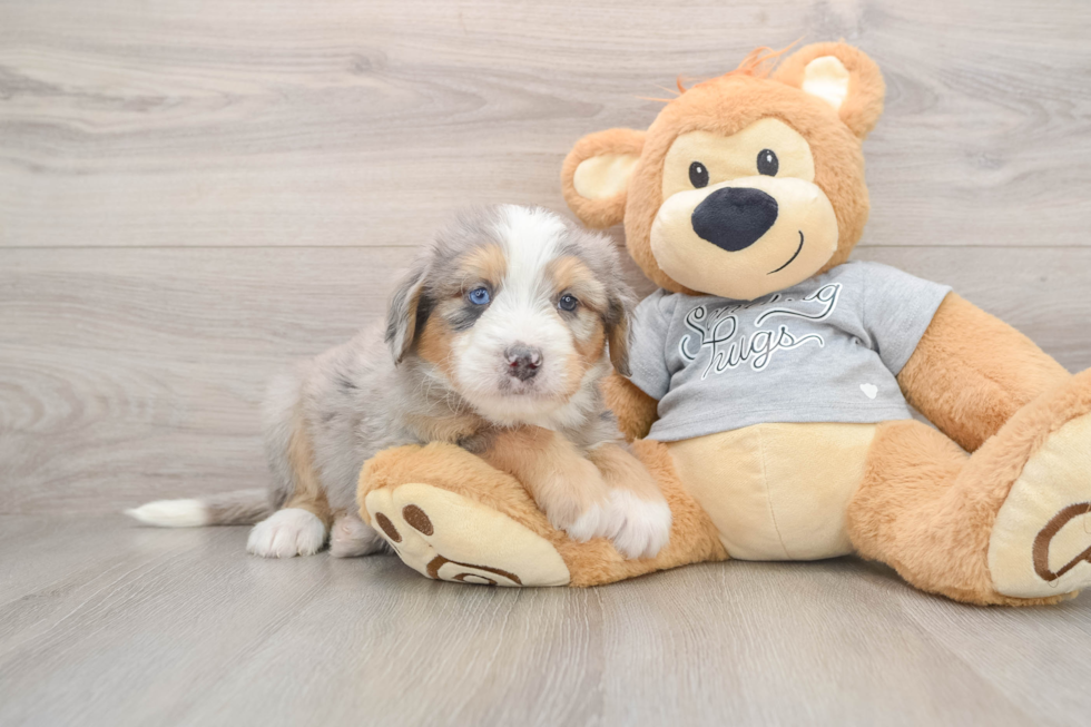 Small Mini Bernedoodle Baby