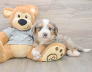 6 week old Mini Bernedoodle Puppy For Sale - Fairfield Furbabies