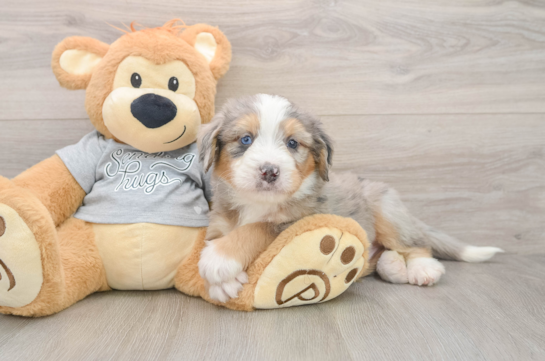 Petite Mini Bernedoodle Poodle Mix Pup
