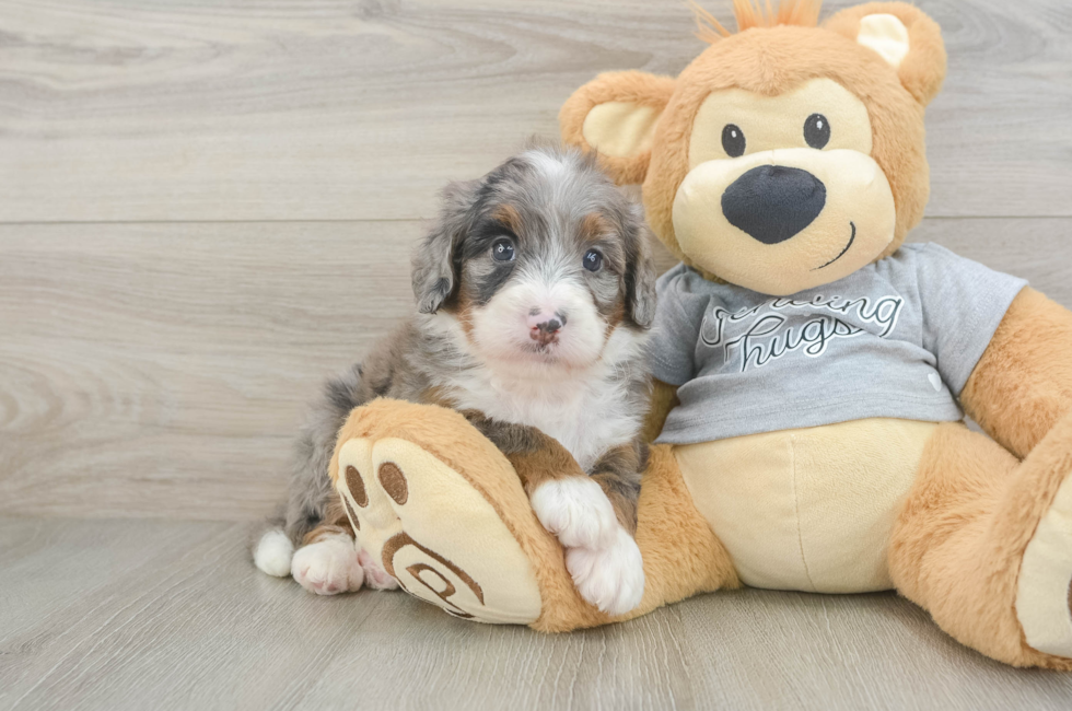 6 week old Mini Bernedoodle Puppy For Sale - Fairfield Furbabies