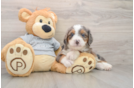 Adorable Mini Bernadoodle Poodle Mix Puppy